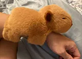 Capybara 卡皮巴拉趴趴圈 圖片 4